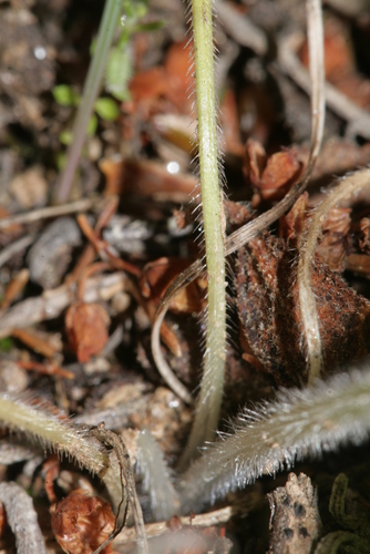Ornithogalum armeniacum — photo