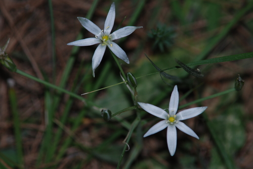 Ornithogalum armeniacum — photo