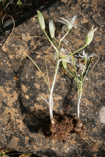 Ornithogalum armeniacum