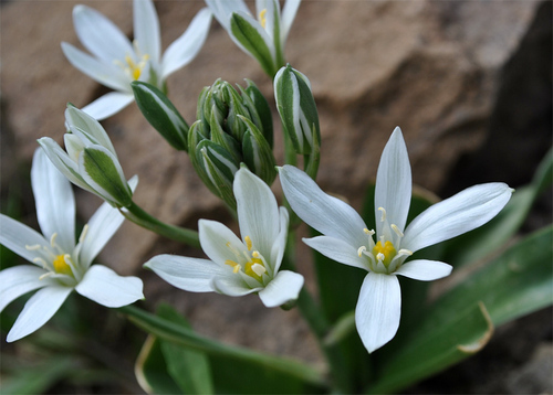 Ornithogalum cuspidatum — photo