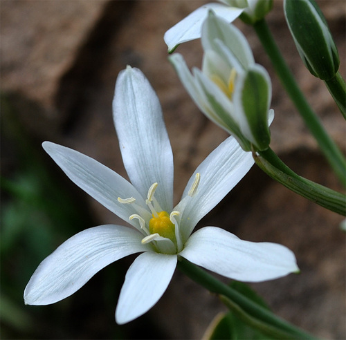 Ornithogalum cuspidatum — photo