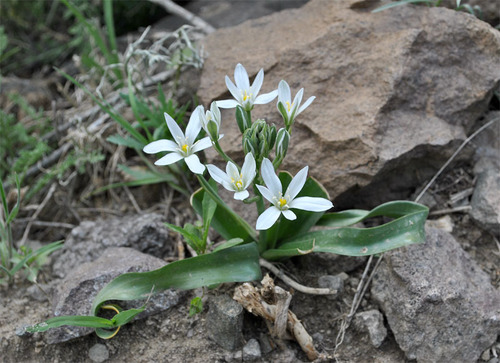 Ornithogalum cuspidatum