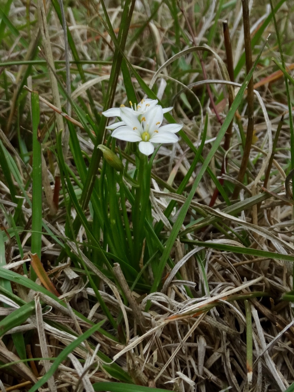 Ornithogalum gracillimum — photo