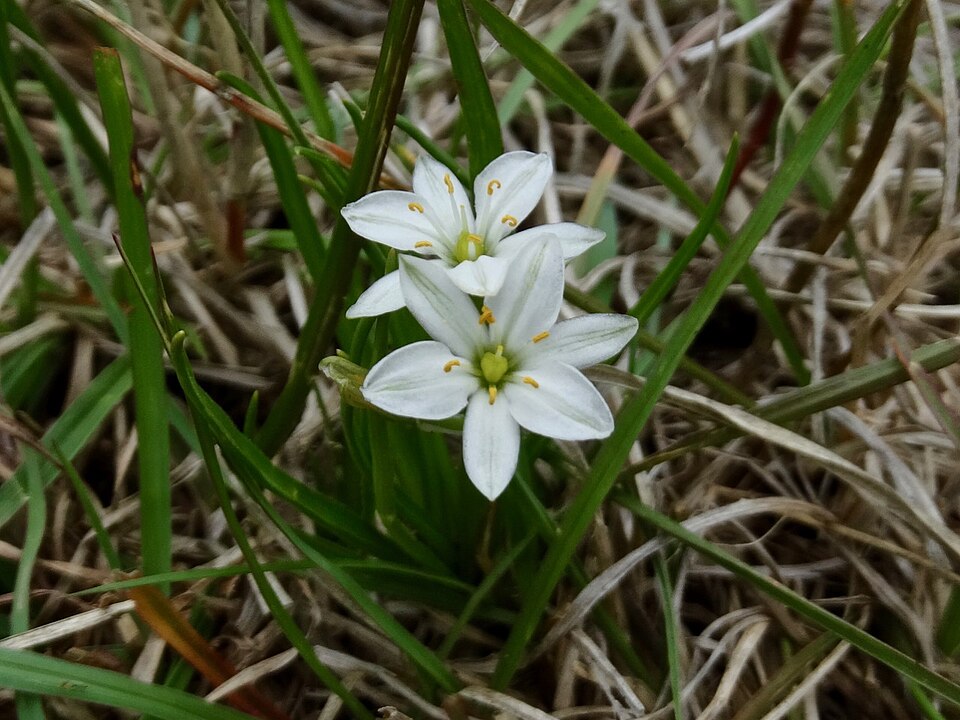 Ornithogalum gracillimum