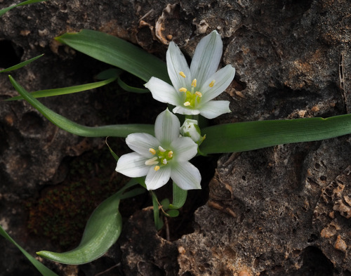 Ornithogalum lanceolatum — photo