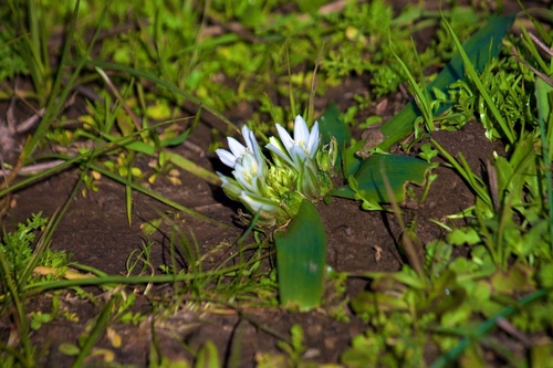 Ornithogalum lanceolatum — photo