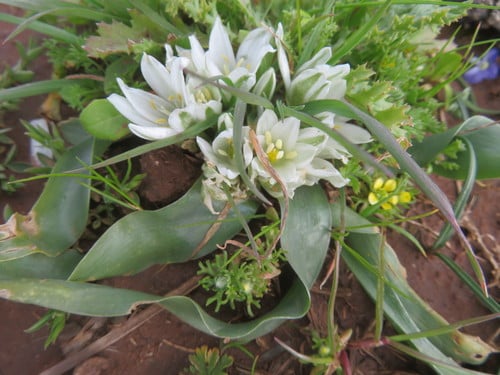 Ornithogalum lanceolatum