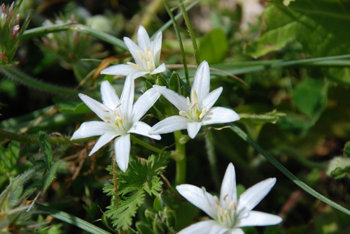Ornithogalum montanum — photo