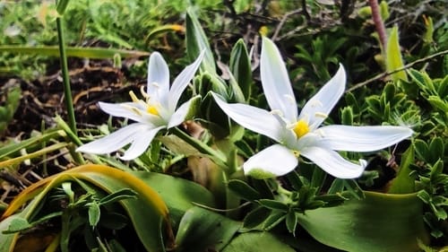 Ornithogalum montanum — photo