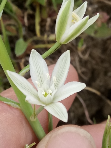 Ornithogalum narbonense (Star of Bethlehem) — photo