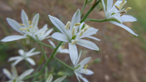 Ornithogalum narbonense (Star of Bethlehem) — photo