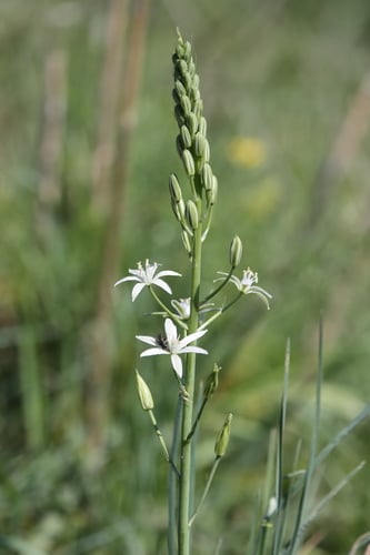 Ornithogalum narbonense