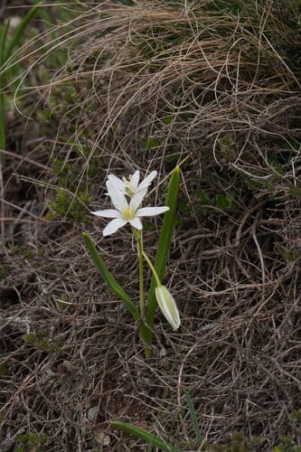 Ornithogalum oligophyllum — photo