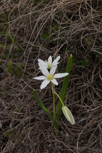 Ornithogalum oligophyllum — photo