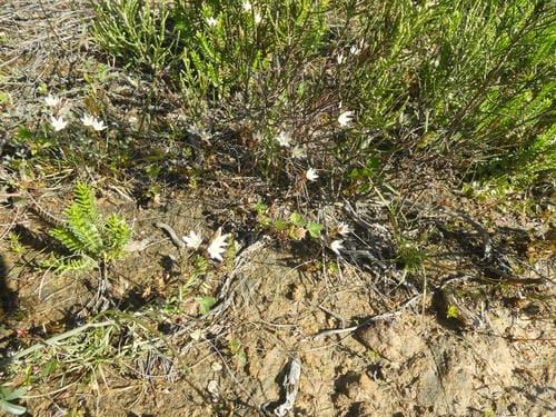 Ornithogalum pilosum — photo