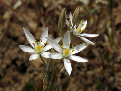 Ornithogalum pilosum
