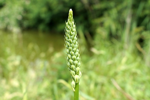 Ornithogalum pyrenaicum (Bath Asparagus) — photo