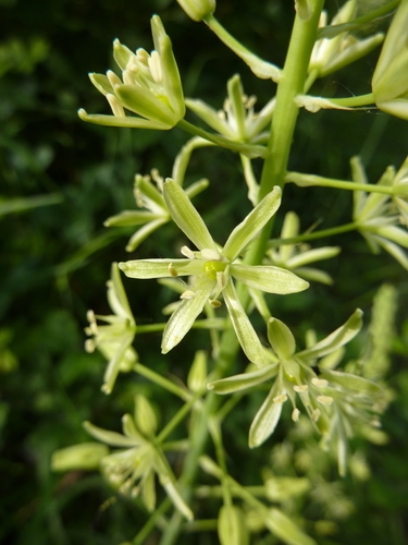 Ornithogalum pyrenaicum (Bath Asparagus) — photo