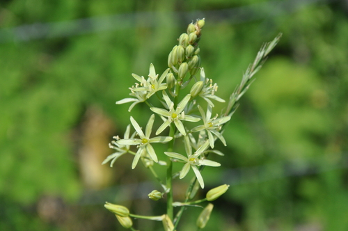 Ornithogalum pyrenaicum