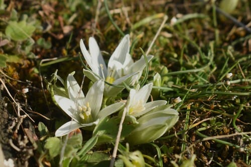 Ornithogalum sigmoideum (Sakarca) — photo