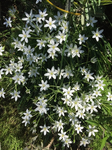 Ornithogalum umbellatum (Common Star of Bethlehem) — photo