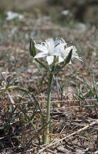 Ornithogalum umbellatum (Common Star of Bethlehem) — photo