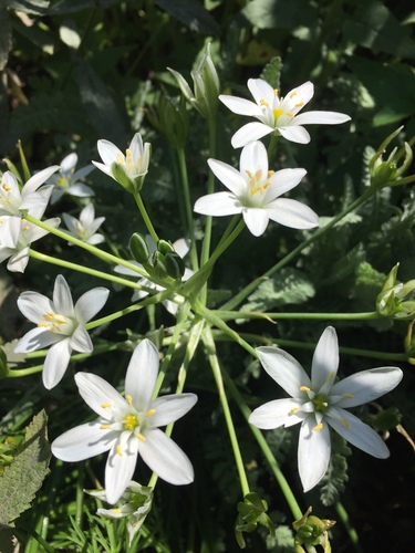 Ornithogalum umbellatum