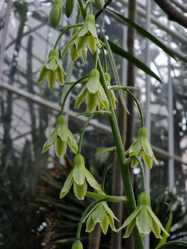 Ornithogalum viridiflorum