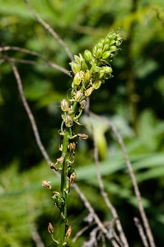 Ornithogalum viridiflorum — photo