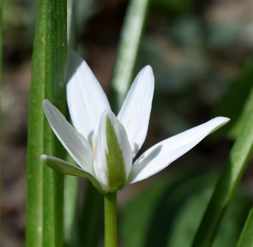 Ornithogalum woronowii — photo