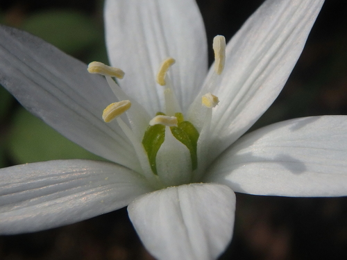 Ornithogalum woronowii — photo