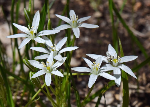 Ornithogalum woronowii