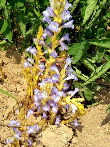 Orobanche aegyptiaca (Egyptian broomrape) — photo
