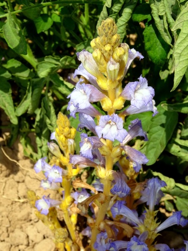 Orobanche aegyptiaca (Egyptian broomrape) — photo