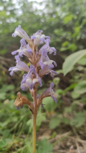 Orobanche aegyptiaca