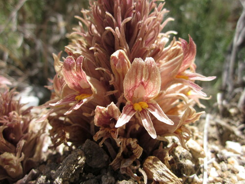 Orobanche californica (California broomrape) — photo