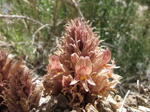 Orobanche californica (California broomrape) — photo