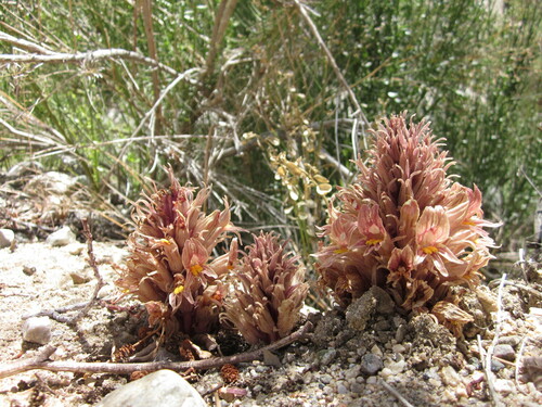 Orobanche californica