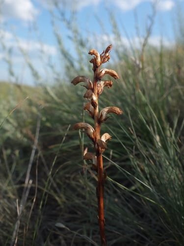 Orobanche cernua (Nodding Broomrape) — photo