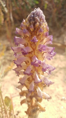 Orobanche cernua