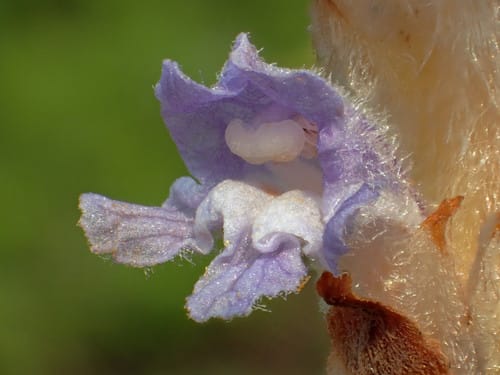 Orobanche coerulescens (Blue-flowered orobanche) — photo