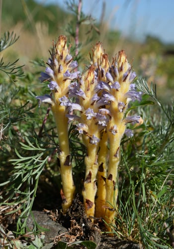 Orobanche coerulescens