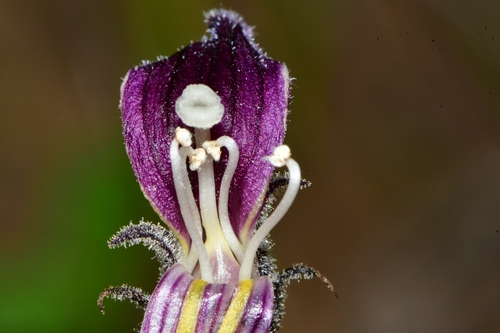 Orobanche cooperi (Desert broomrape) — photo