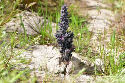 Orobanche cooperi (Desert broomrape) — photo