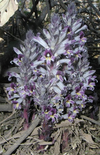 Orobanche cooperi