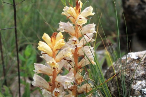 Orobanche crenata (Broomrape) — photo