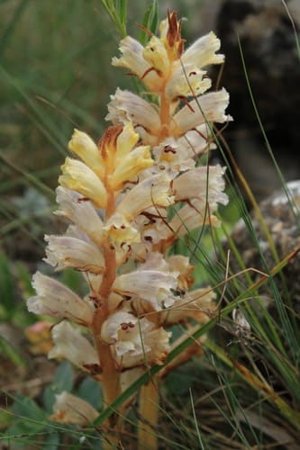 Orobanche crenata (Broomrape) — photo