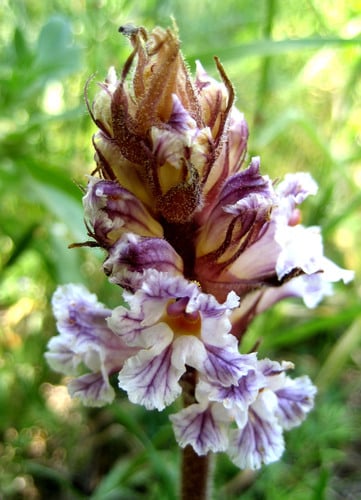 Orobanche crenata