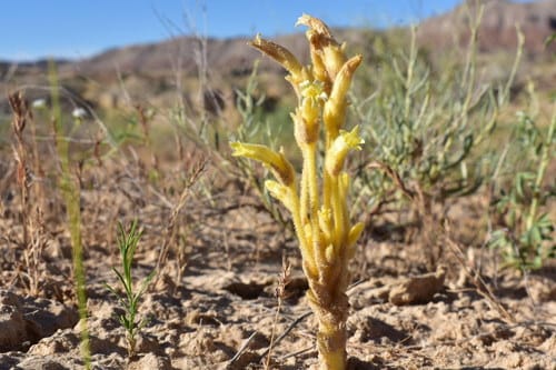 Orobanche fasciculata (Cancer root) — photo