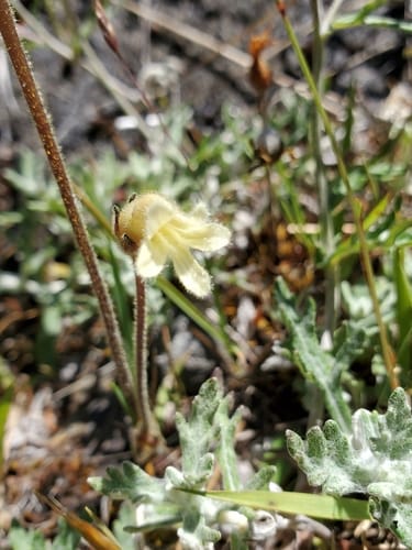 Orobanche fasciculata (Cancer root) — photo